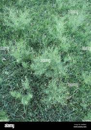 Image result for Schkuhria pinnata