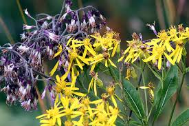 Image result for Senecio ruwenzoriensis