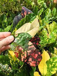 Image result for Croton longipedicellatus