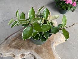 Light requirements for hoya krimson queen care. Hoya Carnosa Krimson Queen 6 Sunnyside Gardens