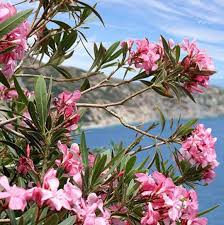 Image result for Nerium oleander