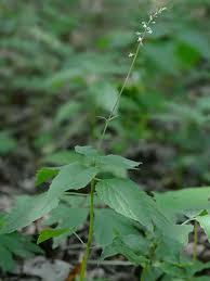 Image result for Fuirena leptostachya