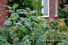 Image result for Melianthus major