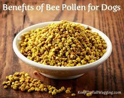 Benefits Of Bee Pollen For Dogs Cancer Fighting Smoothies Recipes Raw Dog Food Recipes Bee Pollen