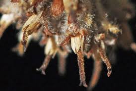 Image result for Tarchonanthus trilobus