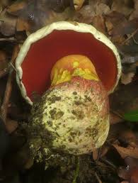 Satansrohrling Satanspilz Teufelspilz Rubroboletus Satanas Syn Boletus Satanas