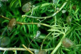Image result for Utricularia appendiculata