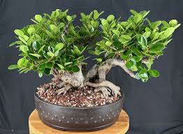 Image result for Ficus