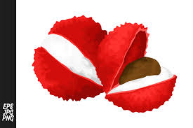 Please purchase extended license ($3) for commercial use. This Download Includes Jpg Eps Png Lychee Vector Fruit Vector Lychee