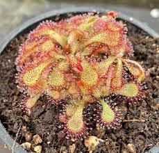 Image result for Drosera natalensis