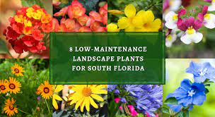 Annual flowering plants add bright accents to beds and borders and can add a splash of color to a deck, porch, or patio, from gardening solutions in florida, we can have flowers twelve months of the year, and annuals are an easy way to add color to the landscape. 8 Low Maintenance Landscape Plants For South Florida Plant Professionals