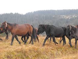 Lista completa a raselor de caini. Povestea Cailor HuÅ£uli Singura RasÄ De Cai Autentic RomaneascÄ