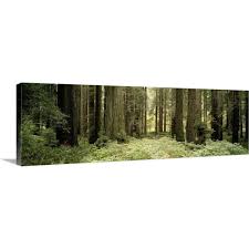 Red wood national park redwood forest california posters and art. Redwood Sequoia Sempervirens Trees In A Forest Redwood National Park Cali Canvas Wall Art Overstock 16879623