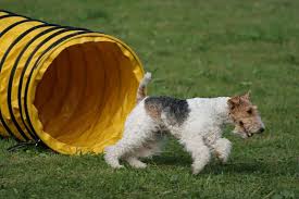 Image result for foxterier drsnosrstý