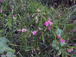 Image result for Oxyanthus latifolius