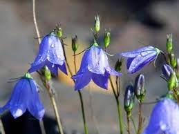Maybe you would like to learn more about one of these? Minnesota Wildflowers Image Gallery Owlcation