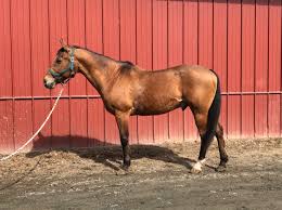 Discover gelding quarter horses for sale in indiana on america's biggest equine marketplace. Strain Family Horse Farm Horses For Sale