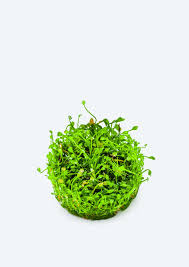 Image result for Marsilea minuta