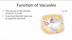 They basically act like the storage unit of the cell. What Is The Function Of The Vacuole 99science
