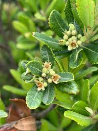 Image result for Gerrardina