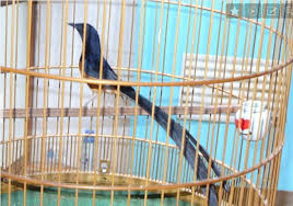 Sangkar burung karunia sangkar jogja di acara panorama antv. Download Suara Burung Murai Batu Medan Malaysia Thailand Vietnam Om Kicau
