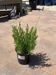 Image result for Lavandula dentata