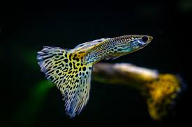 La Reproduction Du Guppy En 5 Etapes