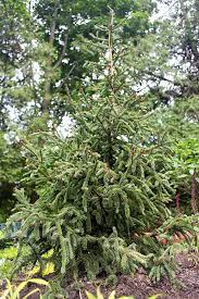 Buy a plant for the garden and plant it in memory of your beloved pet, a great living floral tribute to such a special friend. How To Choose A Memorial Tree The Impatient Gardener