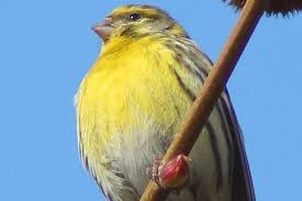 Girlitz Heimische Vogel Tiere Einheimische Vogel