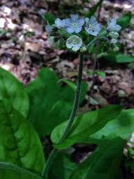 Image result for Cynoglossum coeruleum