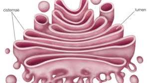 It may exist as a compact mass or be dispersed through the cytoplasm as isolated fragments. Cisterna Biology Britannica