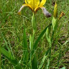 Variegated yellow iris (iris pseudacorus var.) hardiness zone: A Living Plant Of Iris Variegata In Habitat At Odorogd Bakony Download Scientific Diagram