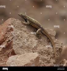 Image result for Microlophus peruvianus