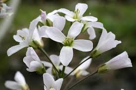 Check spelling or type a new query. Families Brassicaceae Ohio Plants