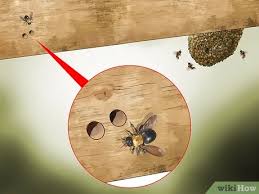Guys, guys, i swear, come with me. 3 Ways To Identify Carpenter Bees Wikihow