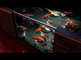 Selain kolam utama, semua kolam koi membutuhkan penyaringan yang efisien. 4731 Kolam Ikan Koi Miminalis Kolam Ikan Koi Kaca Kolam Ikan Koi Jernih Youtube Fish Ponds Backyard Koi Fish Pond Koi