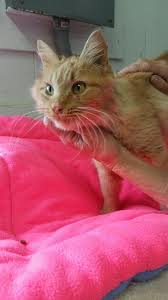 Maybe you would like to learn more about one of these? Pets Of The Week The Nashville News