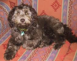Goldendoodle i purchased a goldendoodle puppy from marie plank at berlin view puppy kennels in nov 2017. Valley View Dog Breeders Customer Testimonials