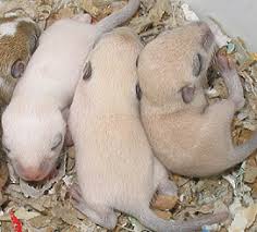 Thegerbils Com Everything About Gerbils Gerbil Colors