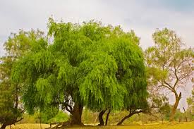 Image result for Salvadora persica