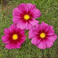Cosmos Bipinnatus Cosmos Radiance Wildflower Seeds