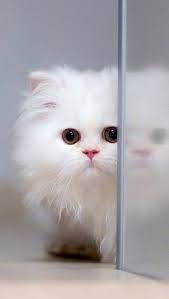 White Persian Cat Free Iphone Wallpapers Persian Cat White Pretty Cats Cats