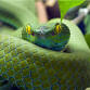 Rattlesnakessss