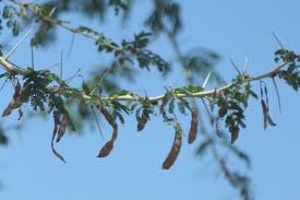 Image result for Acacia xanthophloea