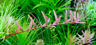 Image result for Rotala fontinalis