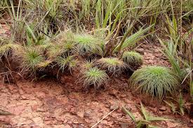 Image result for Bulbostylis megastachys