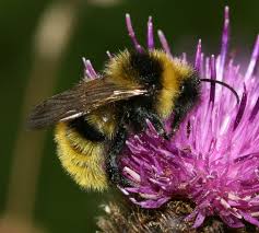 Image result for Bombus campestris