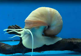 How long does it take for ramshorn snail eggs to hatch? Mystery Snail Detailed Guide Care Diet And Breeding Shrimp And Snail Breeder