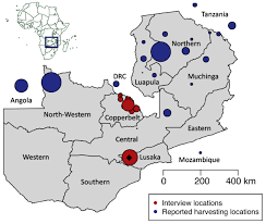 Image result for Platycoryne crocea