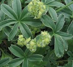 Image result for Alchemilla ellenbeckii